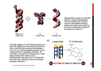 Fullerene-dna hybrid and artificial muscles-14