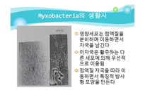 Myxobacteria와 Dictyostelium 에 대해서-16