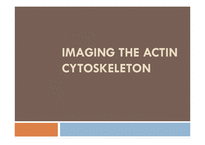 [생물학] 액틴 세포골격(actin cytoskeleton) 이미징(영문)-1