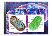 [생물학 실험] 세포 내 공생설(Endosymbiont Theory)과 진화-11