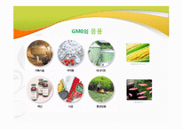 GMO 문제점과 대책-12