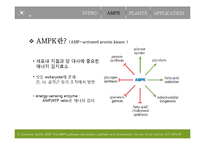 [생명공학] AMPK 활성화를 통한 당뇨 & 비만치료제의 개발-8