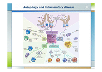 [생화학] 면역, 염증질환과 자가포식(Autophagy)-16