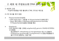 [유전학] 진핵 생물의 DNA 분리-10