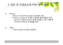 [유전학] 진핵 생물의 DNA 분리-11