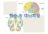 뇌의 구조 연구-학습과 대뇌피질-1