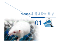 Mouse(쥐)의 배아 관찰-3