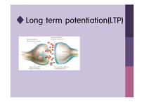 [생리학] 장기기억(Long Term Potentiation)-1