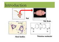 [생리학] Rat brain 관찰-2
