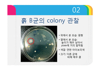 [미생물학] 세균의 염색 및 분리 실험-13