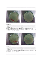(미생물학실험)미생물 생균수 측정 Report-4