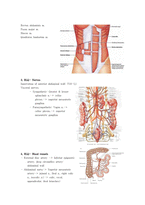 우하복부의 해부학적 구조-2