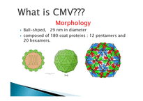 CMV(Cucumber Mosaic Virus) 실험-4