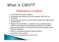 CMV(Cucumber Mosaic Virus) 실험-5