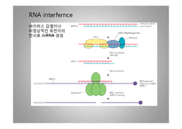 RNA의 간섭에 관해서-5