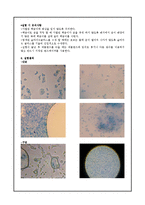 [생물학] 세균의 형태관찰-13