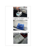 [생물학 보고서] DNA Isolation, PCR, 전기영동 실험-2