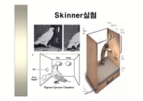 스키너-비둘기의 미신적 행동 실험-7