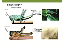 곤충과 식물(식물의 곤충에 대한 방어& 곤충의 먹이 소화)-10