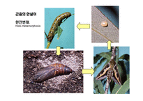 곤충의 다양성Insect Biodiversity-7