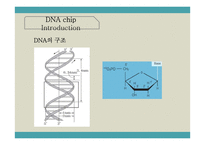 Immunoassay-DNA chip-4