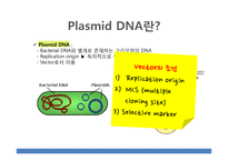 [생명공학] Plasmid DNA의 isolation 및 Restriction enzyme reaction-4