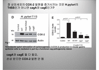 [약물학] 논문연구-Induction of COX-2 expression by Helicobacter pylori is mediated....-9