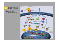 Co의 Map kinase 경로를 통한 항염증 효과-16