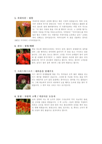 [식물학]꽃과 꽃말과 전설-3