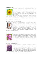 [식물학]꽃과 꽃말과 전설-4