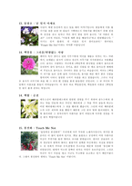 [식물학]꽃과 꽃말과 전설-5