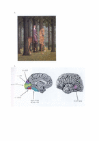 [현대미학연구] 뇌와 시각예술론의 만남-인지미학 고찰-11