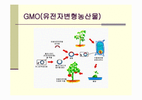 GMO식품 레포트-5