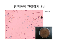 미생물학 unknown균알아보기-13