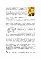 [독일음식문화] 독일의 음식문화-5