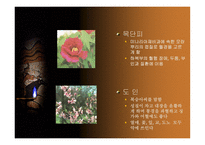 중국 한의학과 침술-14