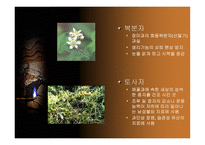 중국 한의학과 침술-15