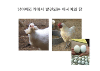 중국 역사와 문화 정화는 정말 최초로 아메리카 대륙을 발견했을까-6