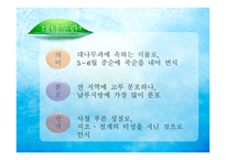 한국의 민속문화 천년의 숨결 대나무를 찾아서-4