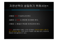 진화론 보고서 레포트-16