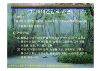 아마존의 환경적 피해-5