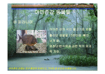 아마존의 환경적 피해-9