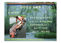 아마존의 환경적 피해-10