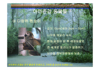 아마존의 환경적 피해-11