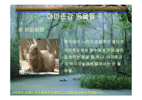 아마존의 환경적 피해-12