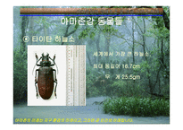 아마존의 환경적 피해-13
