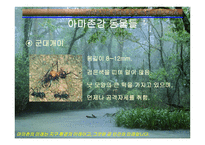 아마존의 환경적 피해-14