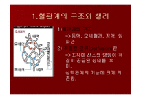 맥관계 혈관계의 구조와 생리-2