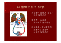 맥관계 혈관계의 구조와 생리-4