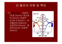맥관계 혈관계의 구조와 생리-5